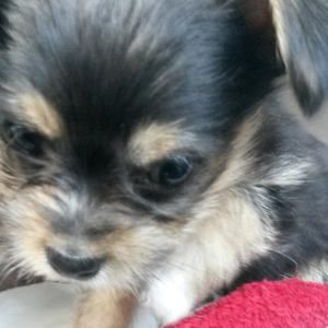 Meet your Posher, Bella